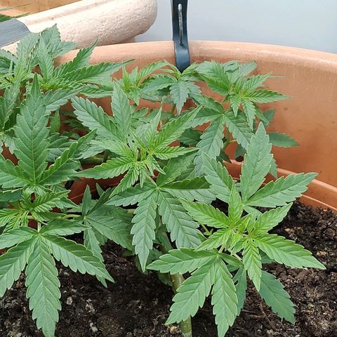 Auto White Widow growlog timeline photo