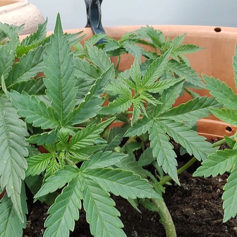 Auto White Widow growlog timeline photo