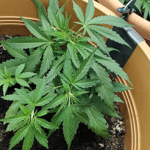 Quick One growlog timeline photo