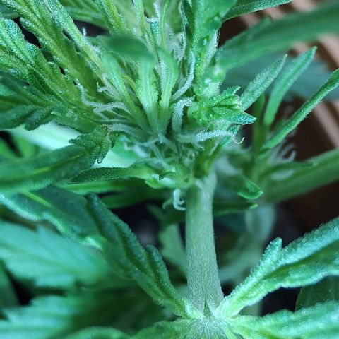 Quick One growlog timeline photo