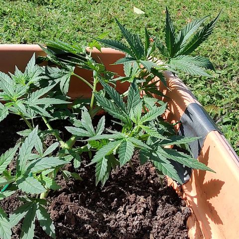 Auto Purple growlog timeline photo