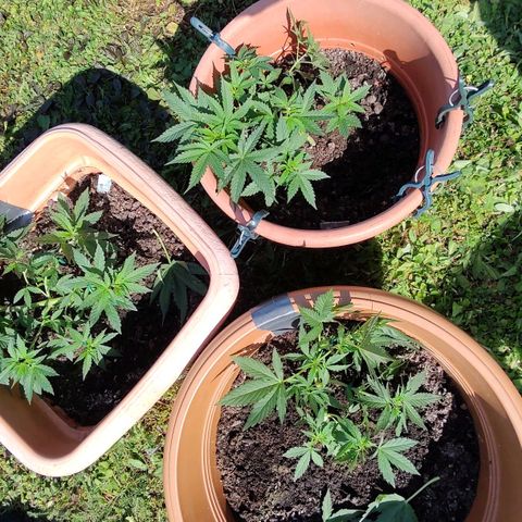 Auto Purple growlog timeline photo