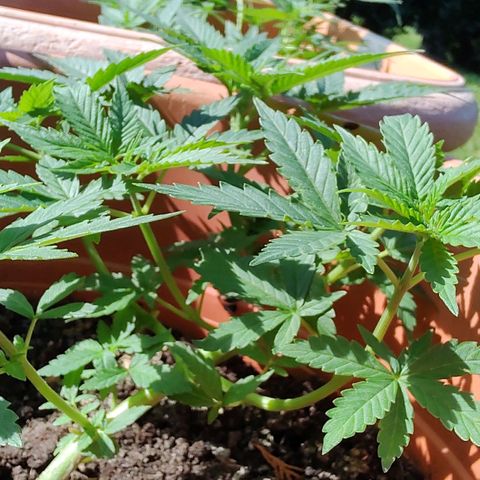 Auto White Widow growlog timeline photo