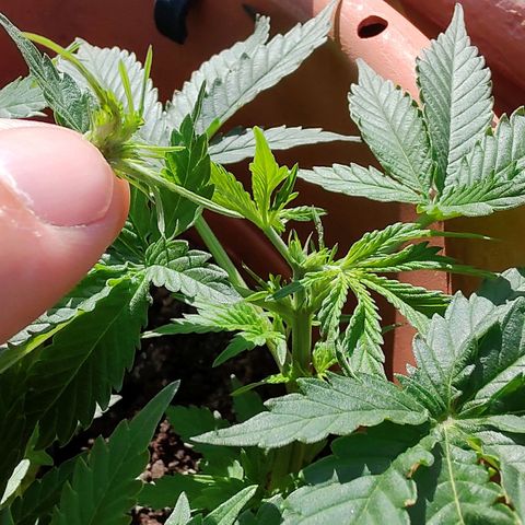Auto White Widow growlog timeline photo