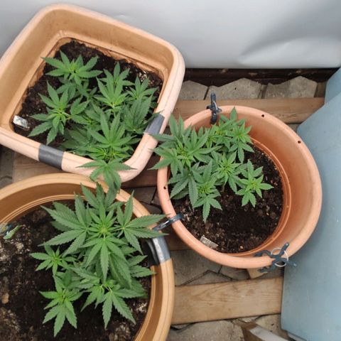Quick One growlog timeline photo