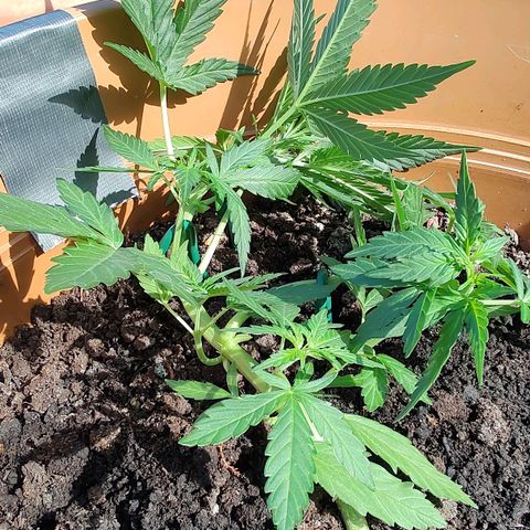 Quick One growlog timeline photo