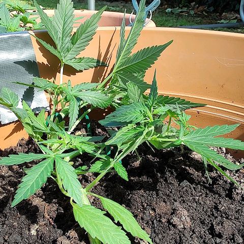 Quick One growlog timeline photo