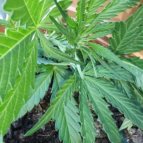 Quick One growlog timeline photo