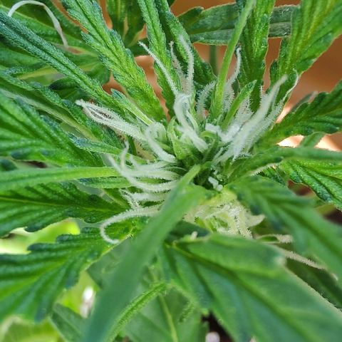 Quick One growlog timeline photo
