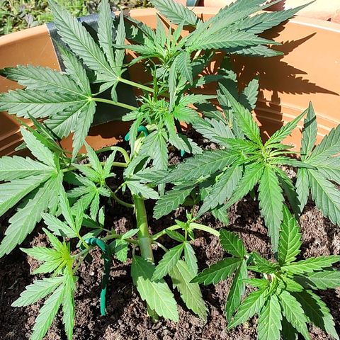 Quick One growlog timeline photo