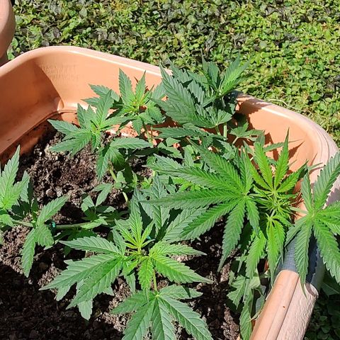 Auto Purple growlog timeline photo