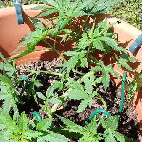 Auto White Widow growlog timeline photo