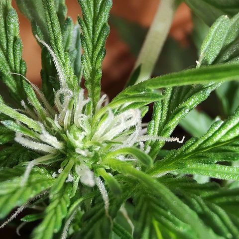 Quick One growlog timeline photo