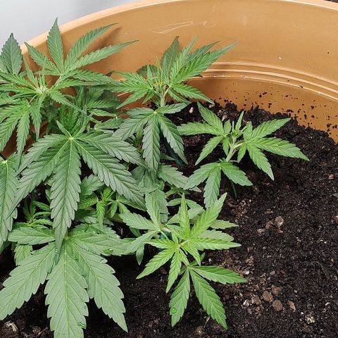 Quick One growlog timeline photo