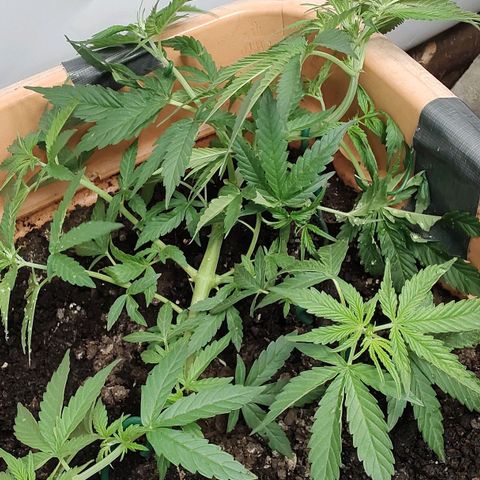 Auto Purple growlog timeline photo