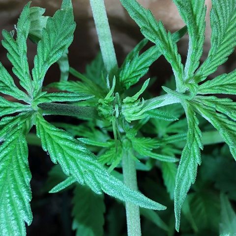 Auto White Widow growlog timeline photo