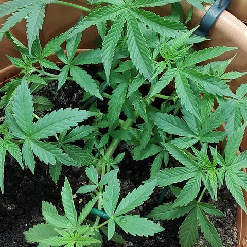 Auto White Widow growlog timeline photo