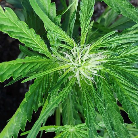 Quick One growlog timeline photo