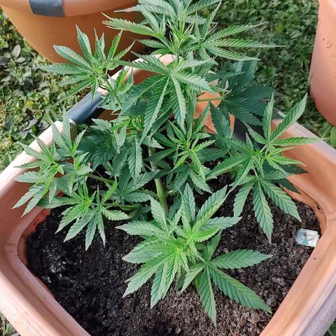 Auto Purple growlog timeline photo
