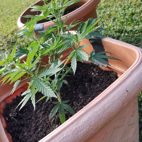 Auto Purple growlog timeline photo
