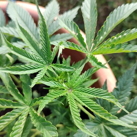 Auto White Widow growlog timeline photo