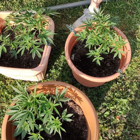 Auto White Widow growlog timeline photo
