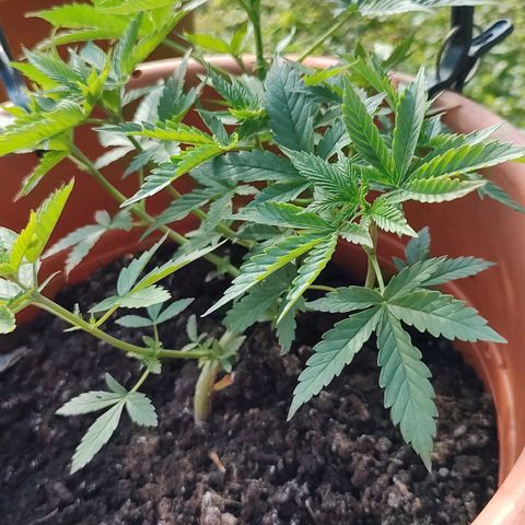 Auto White Widow growlog timeline photo