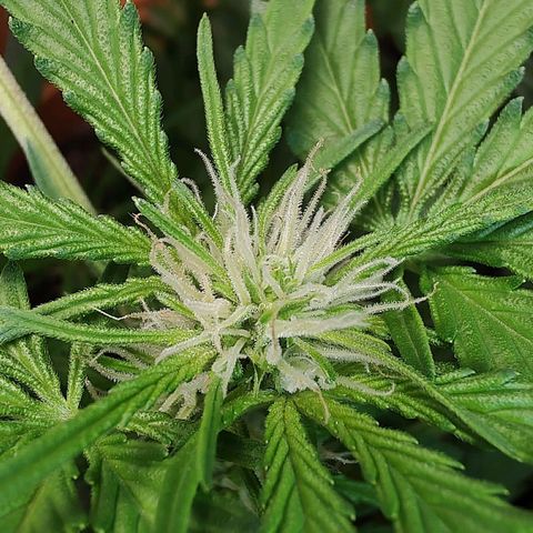 Quick One growlog timeline photo