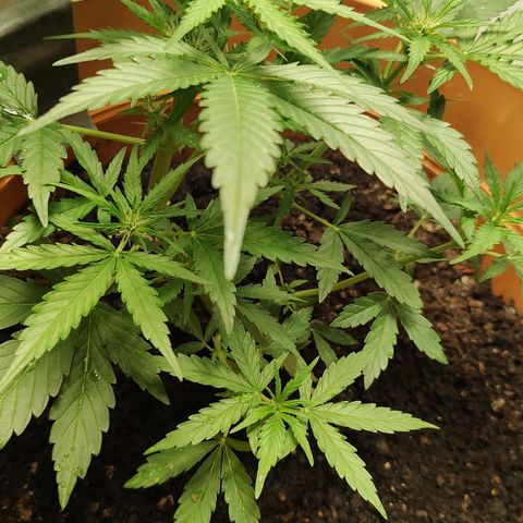 Quick One growlog timeline photo