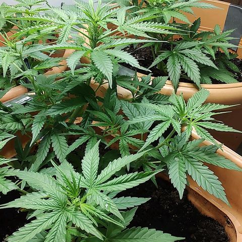 Auto Purple growlog timeline photo