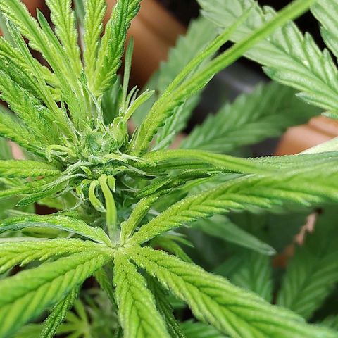 Auto Purple growlog timeline photo