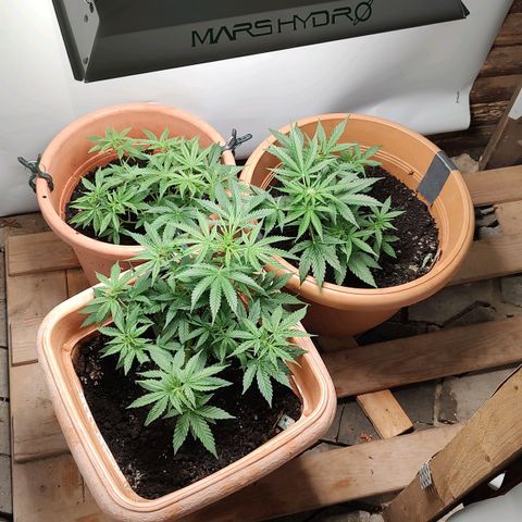 Auto White Widow growlog timeline photo