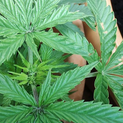 Auto White Widow growlog timeline photo