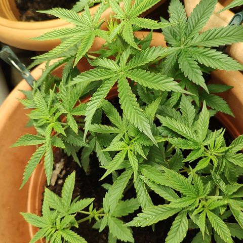 Auto White Widow growlog timeline photo