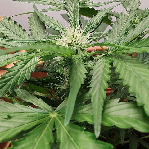 Quick One growlog timeline photo
