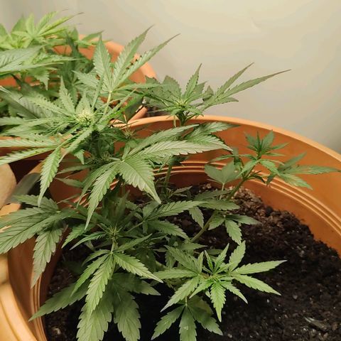 Quick One growlog timeline photo