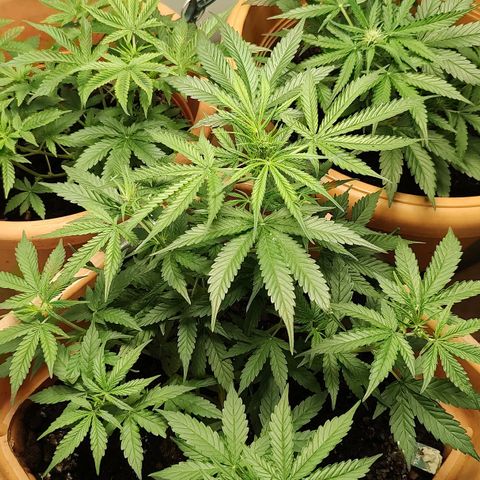 Auto Purple growlog timeline photo