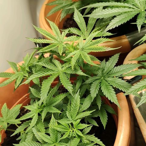 Auto Purple growlog timeline photo