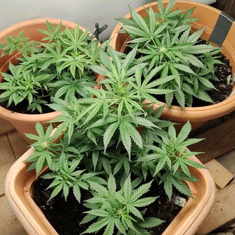 Auto Purple growlog timeline photo