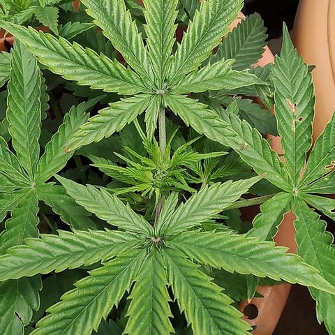 Auto White Widow growlog timeline photo