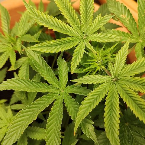 Auto White Widow growlog timeline photo