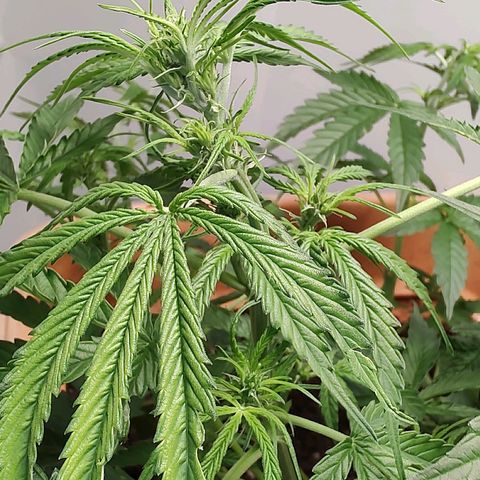 Auto Purple growlog timeline photo