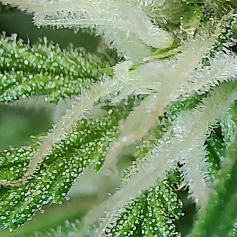 Quick One growlog timeline photo