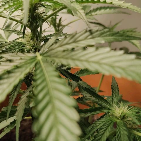 Quick One growlog timeline photo