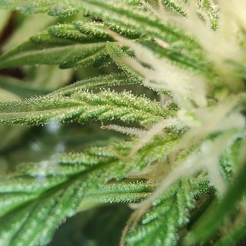 Quick One growlog timeline photo