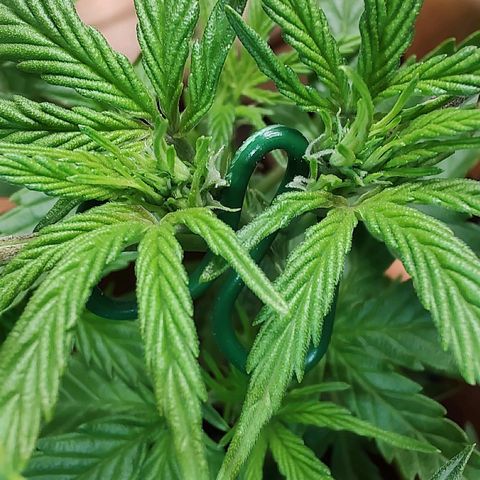 Auto White Widow growlog timeline photo