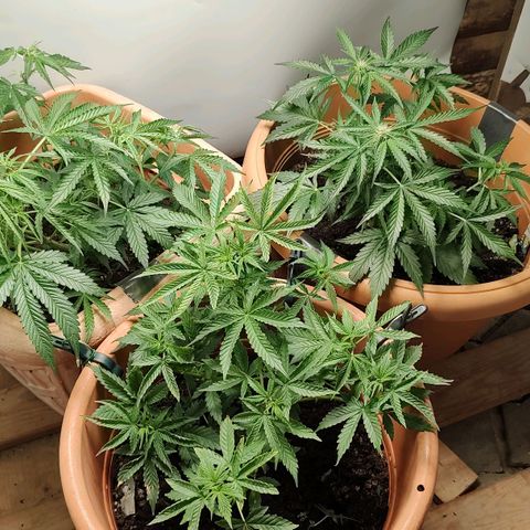 Auto White Widow growlog timeline photo