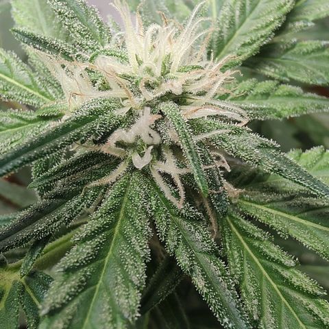 Quick One growlog timeline photo