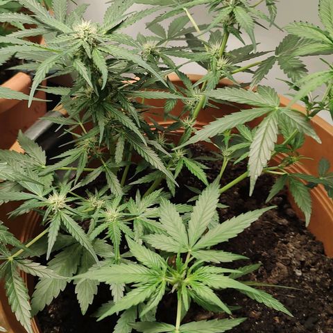 Quick One growlog timeline photo