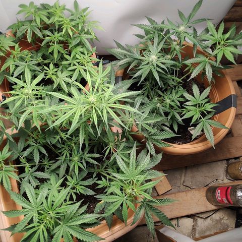 Auto Purple growlog timeline photo